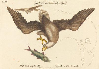 De Amerikaanse Zeearend (Falco leucocephalus) door Johann Michael Seligmann after Mark Catesby