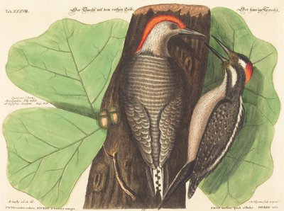 De Roodbuikspecht (Picus Carolinus) door Johann Michael Seligmann after Mark Catesby