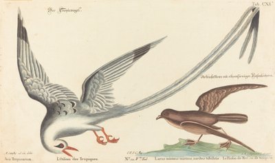 De tropische vogel door Johann Michael Seligmann after Mark Catesby