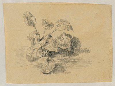 Studie van een bladplant door Johann Peter Krafft