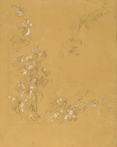 Wijnstok, studie voor "Hermann en Dorothea in de wijngaard" door Johann Peter Krafft