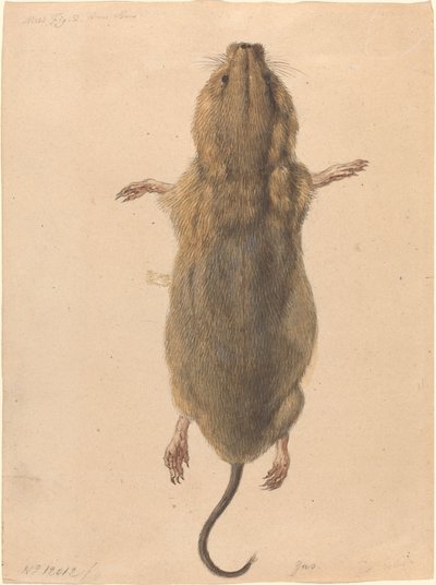 Een veldmuis, van bovenaf door Johann Rudolph Schellenberg