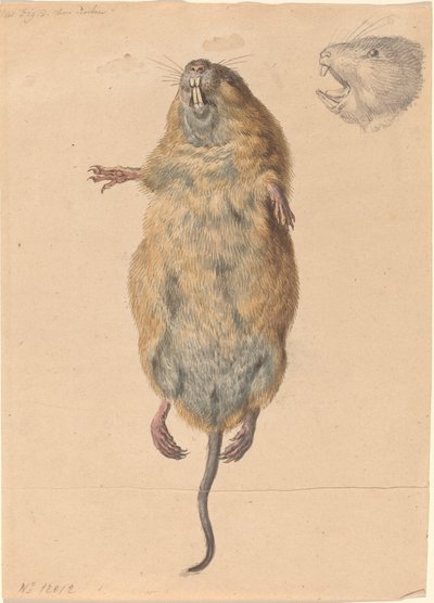 Een veldmuis, van onderen door Johann Rudolph Schellenberg