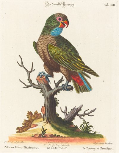 Papegaai (Le Perroquet Brunatre. Pfittacus Fulcus Mexicanus) door Johann Sebastian Leitner after George Edwards