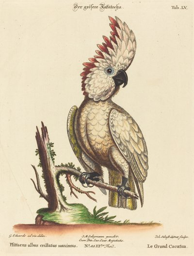 Psittacus albus cristatus maximus door Johann Sebastian Leitner after George Edwards