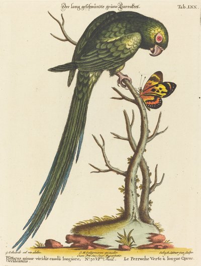 Psittacus minor viridis cauda longiore Occidentalis door Johann Sebastian Leitner after George Edwards