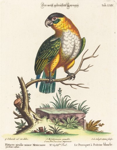 Psittacus viridis minor Mexicanus door Johann Sebastian Leitner after George Edwards