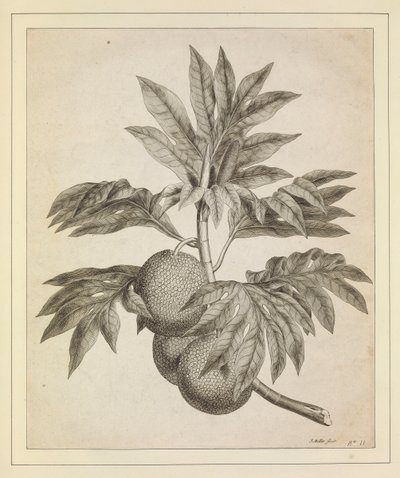 Een tak van de broodvruchtboom door Johann Sebastien Muller