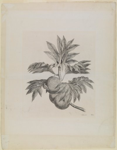Een tak van de broodvruchtboom met de vrucht door Johann Sebastien Muller