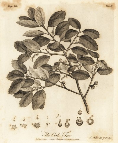 Kurkeik, Quercus suber door Johann Sebastien Muller