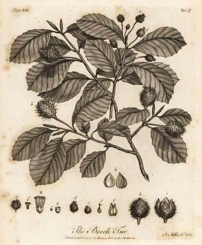 Europese beuk of gewone beuk, Fagus sylvatica door Johann Sebastien Muller