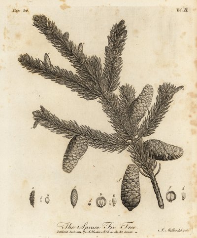 Picea abies door Johann Sebastien Muller