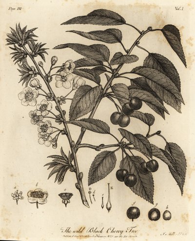 Zure kers, Prunus cerasus door Johann Sebastien Muller