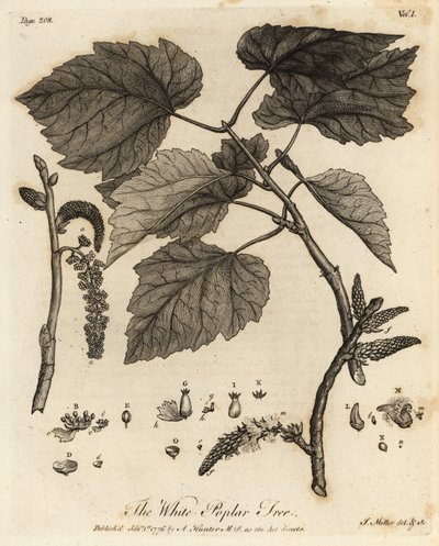 Witte populier, Populus alba door Johann Sebastien Muller