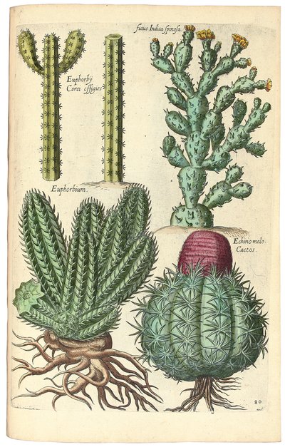 Cactussen, 1641 door Johann Theodor de Bry