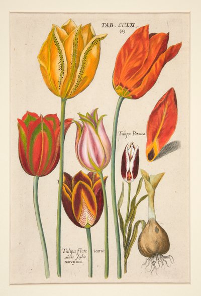 Florilegium novum, hoc est Variorum Maximeque Radiorum Florum ac Plantorum (Bloemenplaat); (Tulpen); uit een set van 81 platen door Johann Theodor de Bry