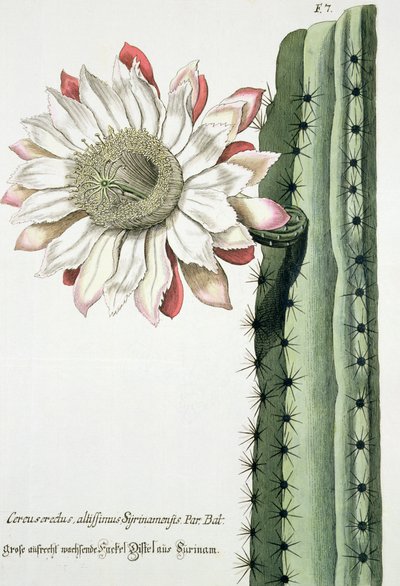 Cereus Erectus Altissimus Syrinamensis uit Phythanthoza Iconographica gepubliceerd in Duitsland, 1737-45 door Johann Wilhelm Weinman