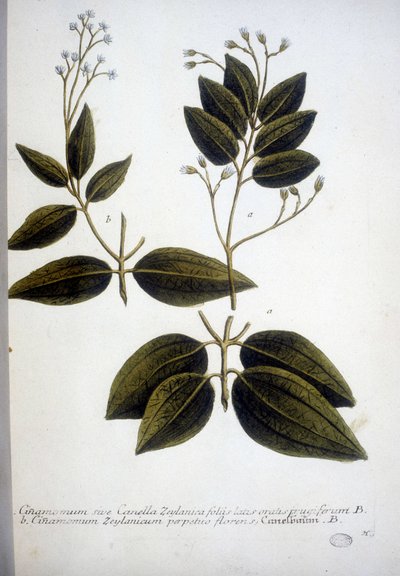 Cinnamomum Zeylanicum (Ceylon kaneelboom) - Gravure van het Herbarium door J.W. Weinmann in 1737 door Johann Wilhelm Weinman