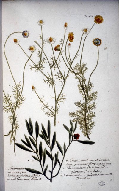 Verschillende soorten Chamaemelum (kamille) - In herbarium door J.W. Weinmann in 1737 door Johann Wilhelm Weinman