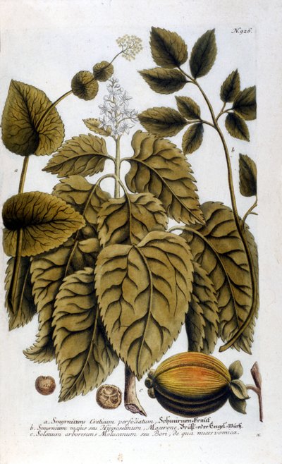 Smyrnium Cretium perfoliatum - Maceron de Crete of Maceron perfolia. Plaat uit het herbarium van J. W. Weinmann door Johann Wilhelm Weinman
