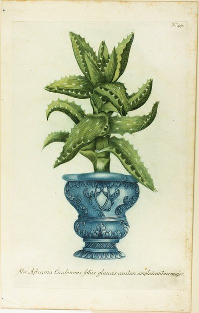 Afrikaanse Aloë, plaat 47 uit Phtanthoza Iconographia door Johann Wilhelm Weinmann