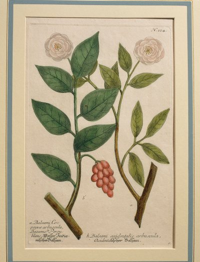 Balsami occidentalis arbuscula, gekleurde gravure door Johann Wilhelm Weinmann