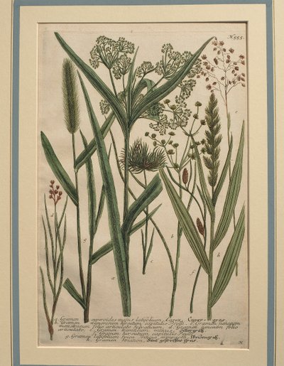 Bermudagras (Cynodon dactylon), gekleurde gravure door Johann Wilhelm Weinmann