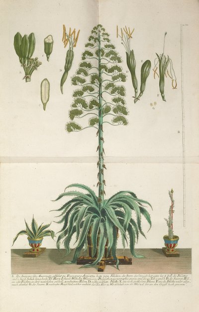 Gegraveerde en mezzotint plaat van Aloe Americana folio Mucronato, ca. 1735-1737 door Johann Wilhelm Weinmann