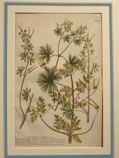 Robertskruid (Geranium robertianum), gekleurde gravure door Johann Wilhelm Weinmann