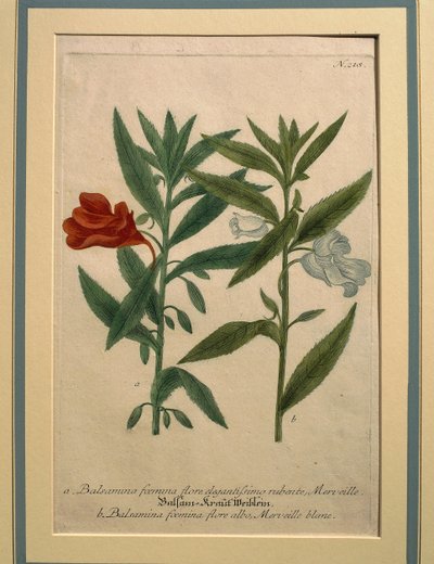Springbalsemien, gekleurde gravure door Johann Wilhelm Weinmann