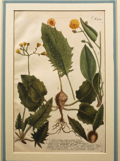 Muurhavikskruid (Hieracium murorum), gekleurde gravure door Johann Wilhelm Weinmann