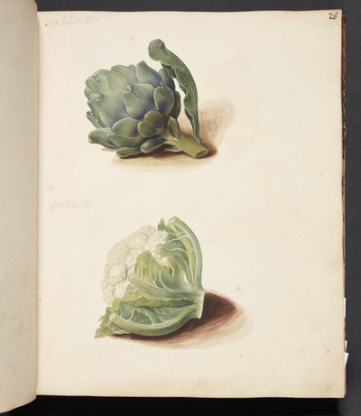 Studie van artisjok en bloemkool door Johanna Fosie