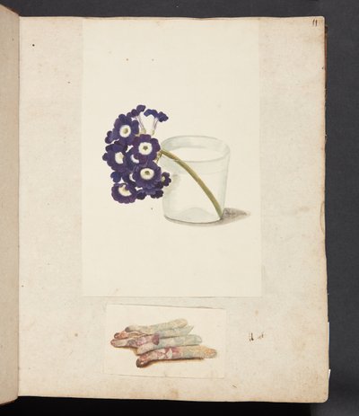 Studie van een bloem in een glas met water en witte asperges door Johanna Fosie