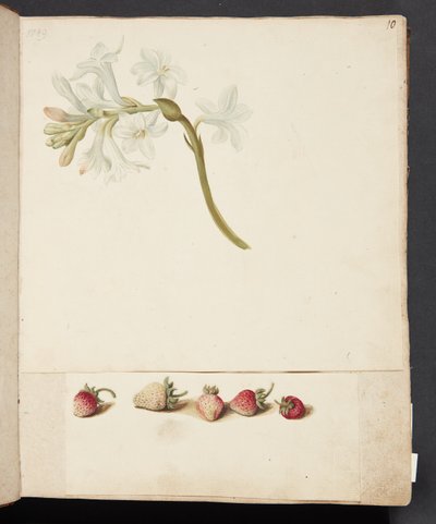 Studie van Bloem en Aardbei door Johanna Fosie