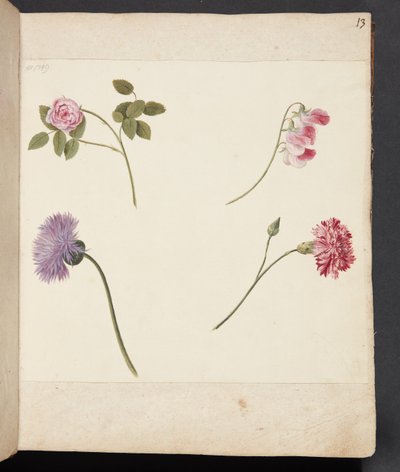 Studie van bloemen door Johanna Fosie