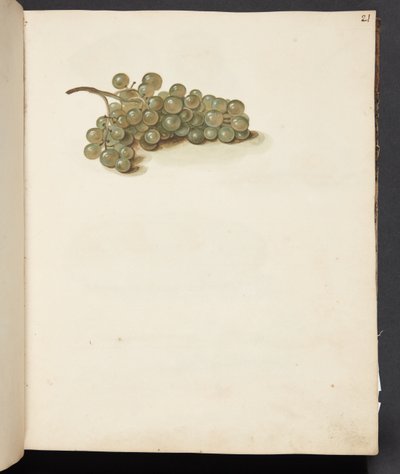 Studie van druiven door Johanna Fosie