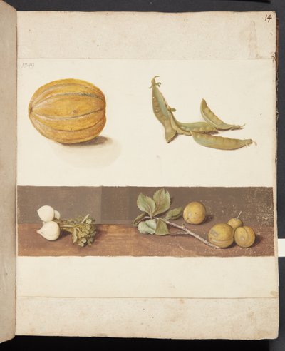 Studie van fruit en groenten door Johanna Fosie