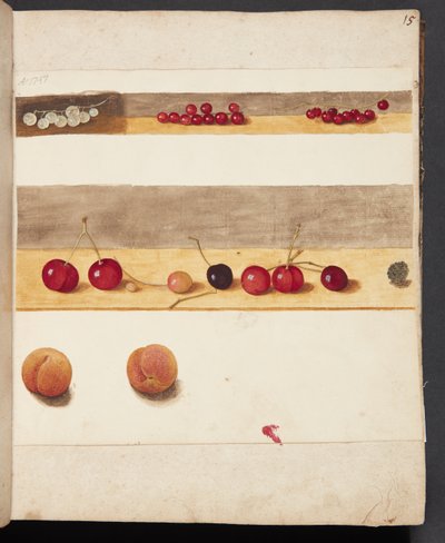 Studie van fruit en bessen door Johanna Fosie