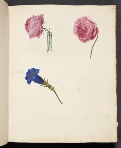 Studie van roze roos en blauwe bloem door Johanna Fosie