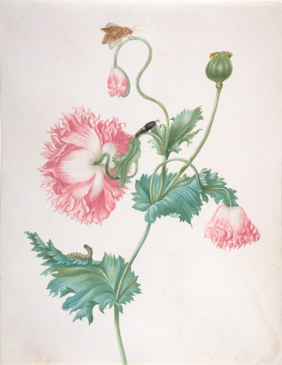 Een Papaver in Drie Stadia van Bloei, met een Rups, Pop en Vlinder, laat 17e-begin 18e eeuw door Johanna Helena Graff