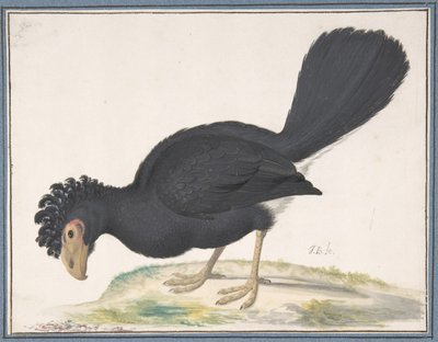 Een Zwarte Curassow, n.d. door Johannes Bronckhorst