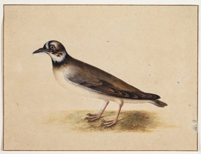 Vogel door Johannes Bronckhorst