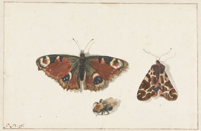 Vlinder, mot en hommel door Johannes Bronkhorst
