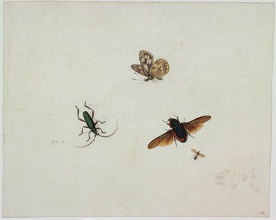 Vier insecten, eind 17e eeuw door Johannes Bronkhorst