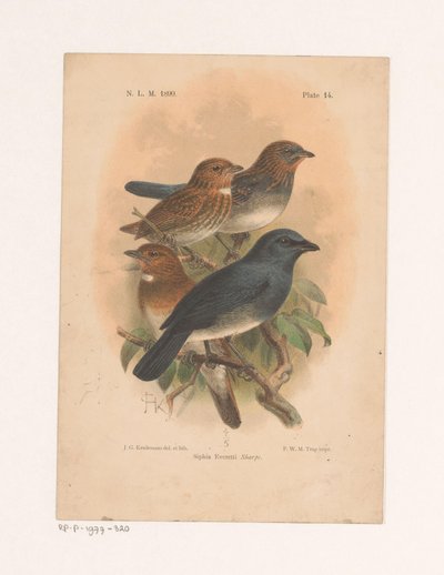 Vier vogels op een tak door Johannes Gerardus Keulemans