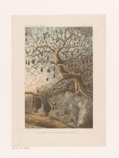 Vleermuizen in een boom door Johannes Gerardus Keulemans