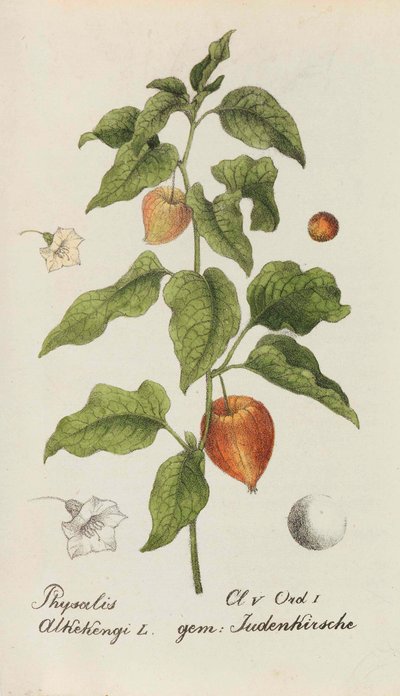 Sammlung von Schweizer Pflanzen, 1825-1846 door Johannes Jacob Hegetschweiler