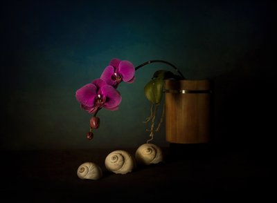 Stilleven met paarse orchideeën door John-Mei Zhong