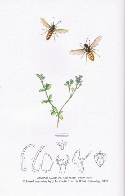 Ankergezicht of Rode Wesp, Natuur in Groot-Brittannië uitgegeven door Collins door John (after) Curtis