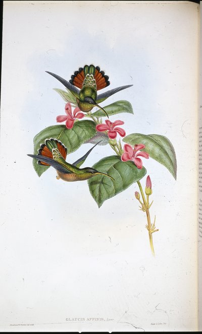 Allied Heremiet door John (after) Gould